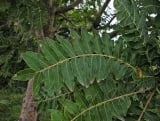 Boswellia
